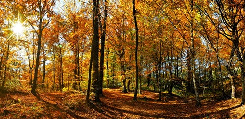 Aspen Wood