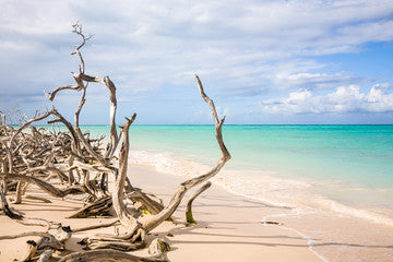 Driftwood & Sea Salt